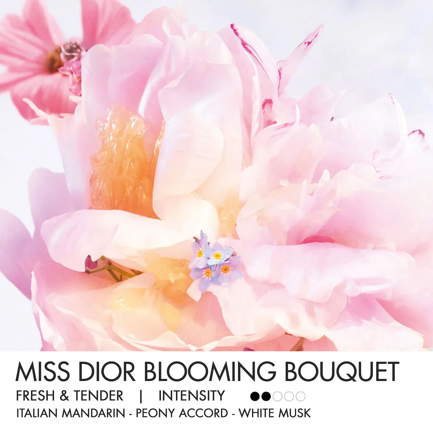 DIOR  Miss Dior Mini Miss Blooming Bouquet Solid Perfume NIB